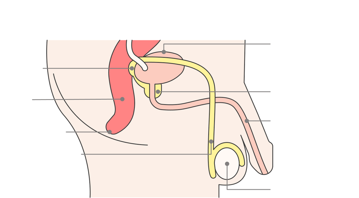 localization of the prostate and its structures